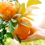 gardener hand touching orange on a tree