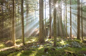 Investir dans les bois et forets GFF