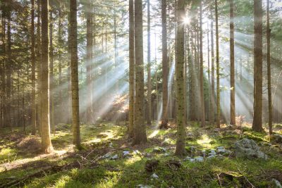 Investir dans les bois et forets GFF