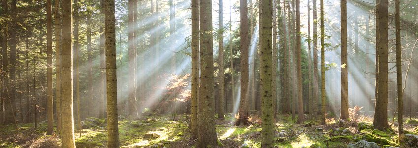 Investir dans les bois et forets GFF