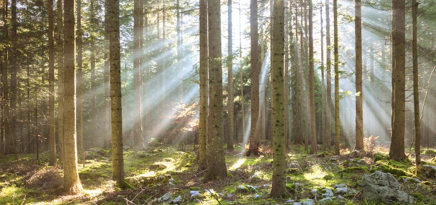 Investir dans les bois et forets GFF