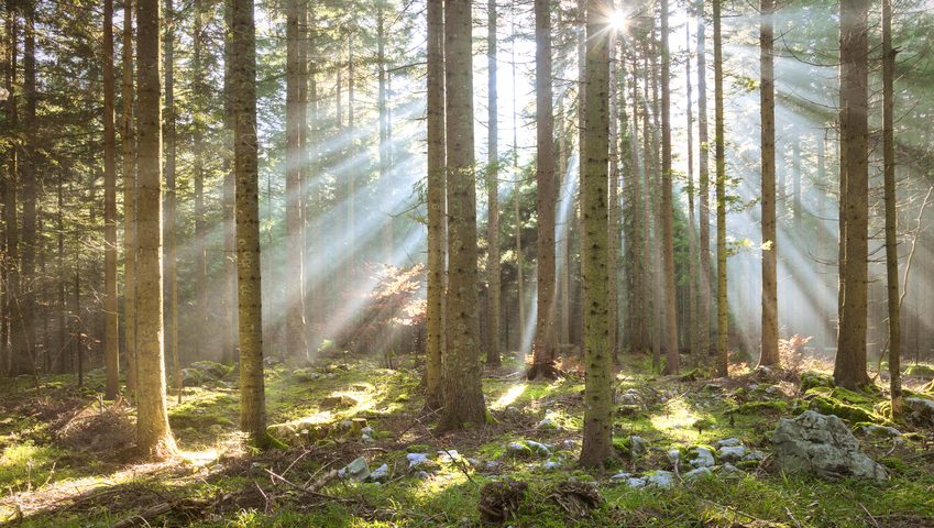 Investir dans les bois et forets GFF