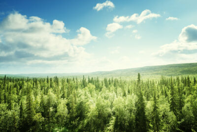 investir dans la forêt