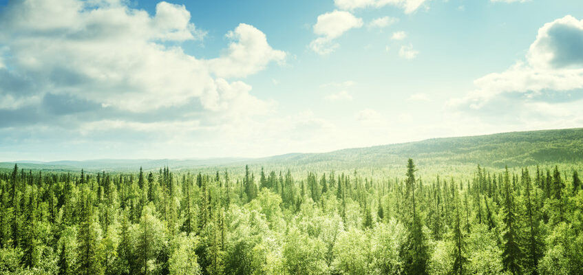 investir dans la forêt