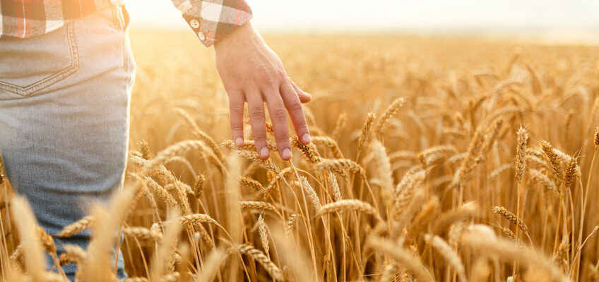 champ de blé guerre russie ukraine